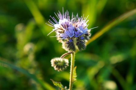 2011-6-22-富良野～ 298.jpg